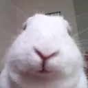 z_BunnyStare