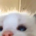 catseeu catseeu