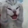 cNOOO