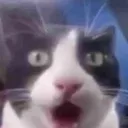 kittyOMG kittyOMG