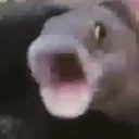 poggorfish Discord Emoji