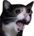 catcry5