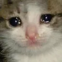 catcry4
