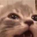 catcry3