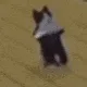 cat_breakdance