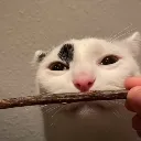 matatabistick