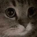 meow