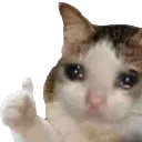 sadcatthumbsup