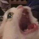 Cat_suffer