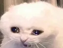 NYAHHNN