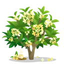 fsc_osmanthus fsc_osmanthus