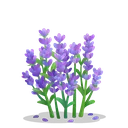 fsc_lavender fsc_lavender