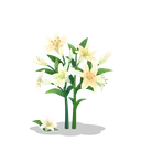 fsc_lily