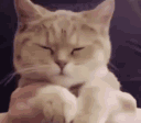 cutecutecat