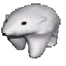 polar