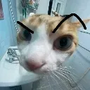 catosus Discord Emoji