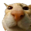 idontunderstand Discord Emoji | Apex Racing