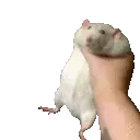 rattoSHAKE rattoSHAKE