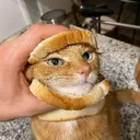 katsandwich