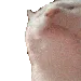 CatBob
