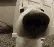 doogg