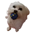 jycdog