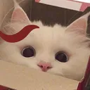 SG_Cat_what Discord Emoji