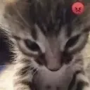 cat_raivinha