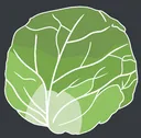 Cabbage