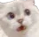 shockedkitty shockedkitty