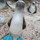 bluefootedbooby Discord Emoji