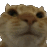 NoCat Discord emoji