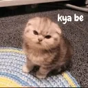 gg_kyabe