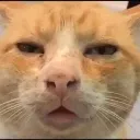 CatBruh