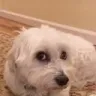 doggiestare