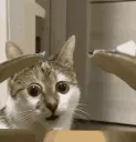 m3cat