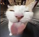 Silly Silly