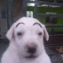 perrodrugs