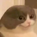 cat_yoip Discord Emoji