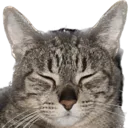 chesterIPretendIDoNotSeeIt chesterIPretendIDoNotSeeIt
