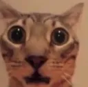 willcat