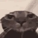 cat_quiet