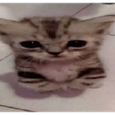 A tiny gray kitten with very large, dark eyes looking directly at the camera.