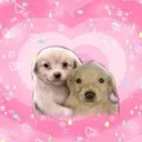perritolove