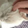 petCat