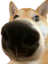 sniffe sniffe