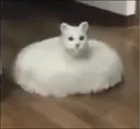 catroomba