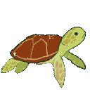 turtleswim