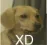gg_dogxd