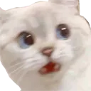 CC_wtfcat Discord Emoji